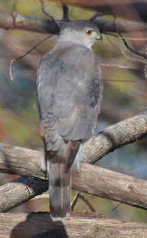 Rufous Hunting